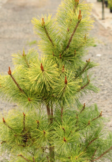Pinus densiflora Aurea