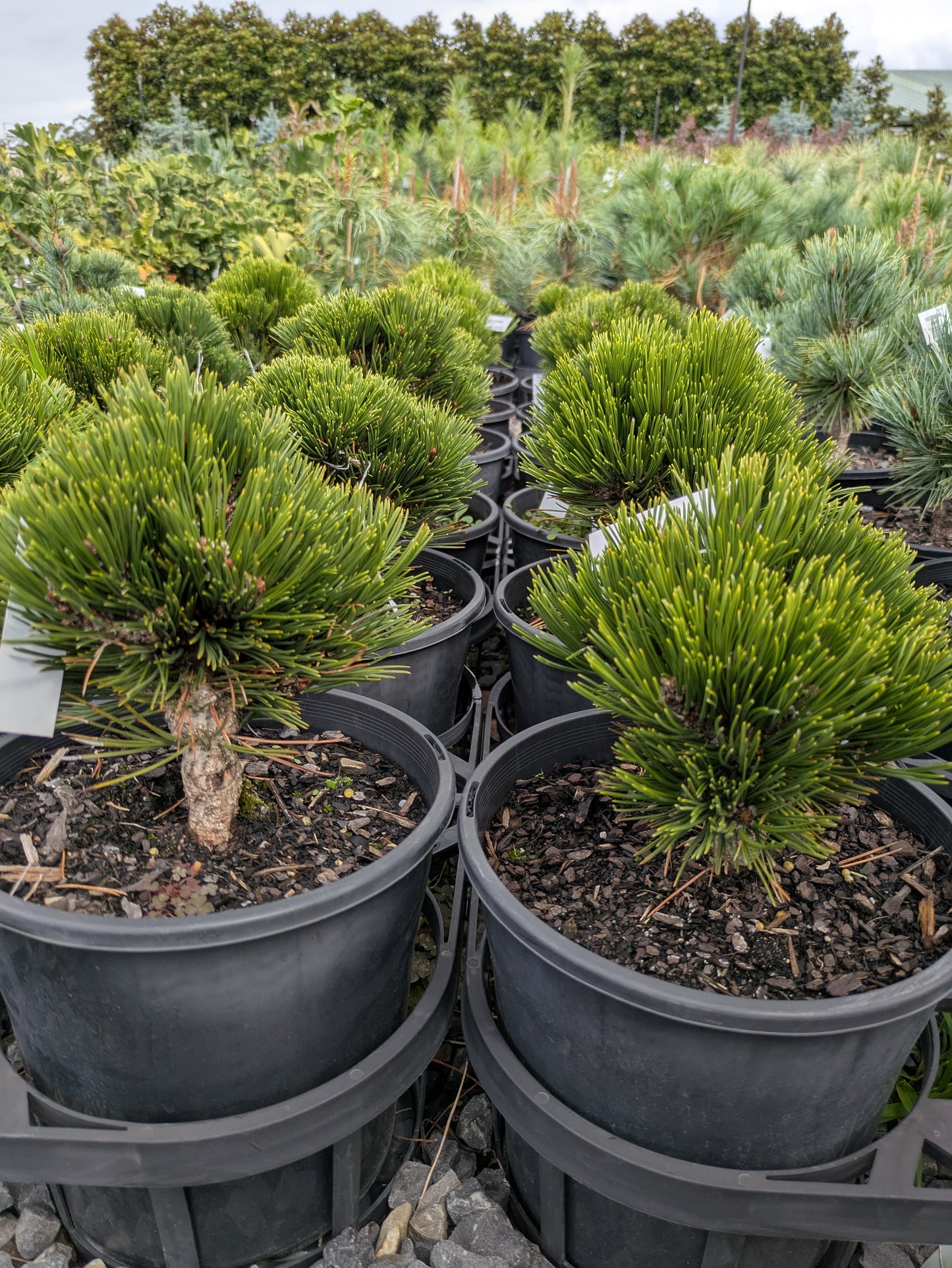 Pinus leucodermis Smidtii
