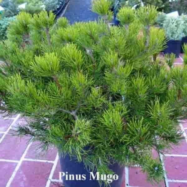 Pinus mugo