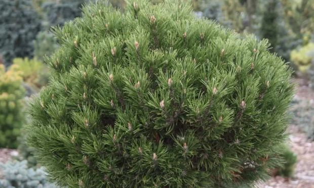 Pinus mugo Hesse