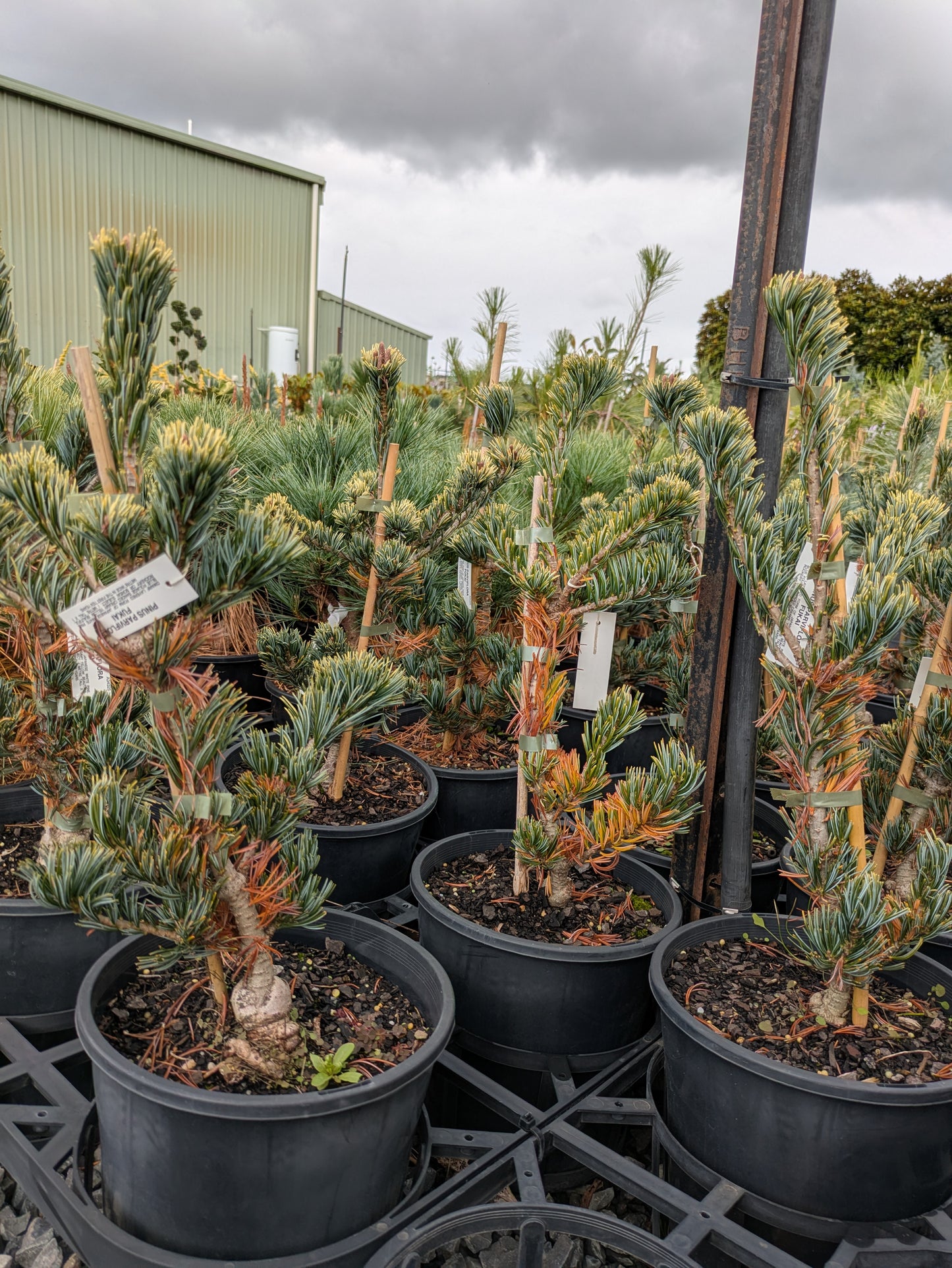 Pinus parviflora Fukai