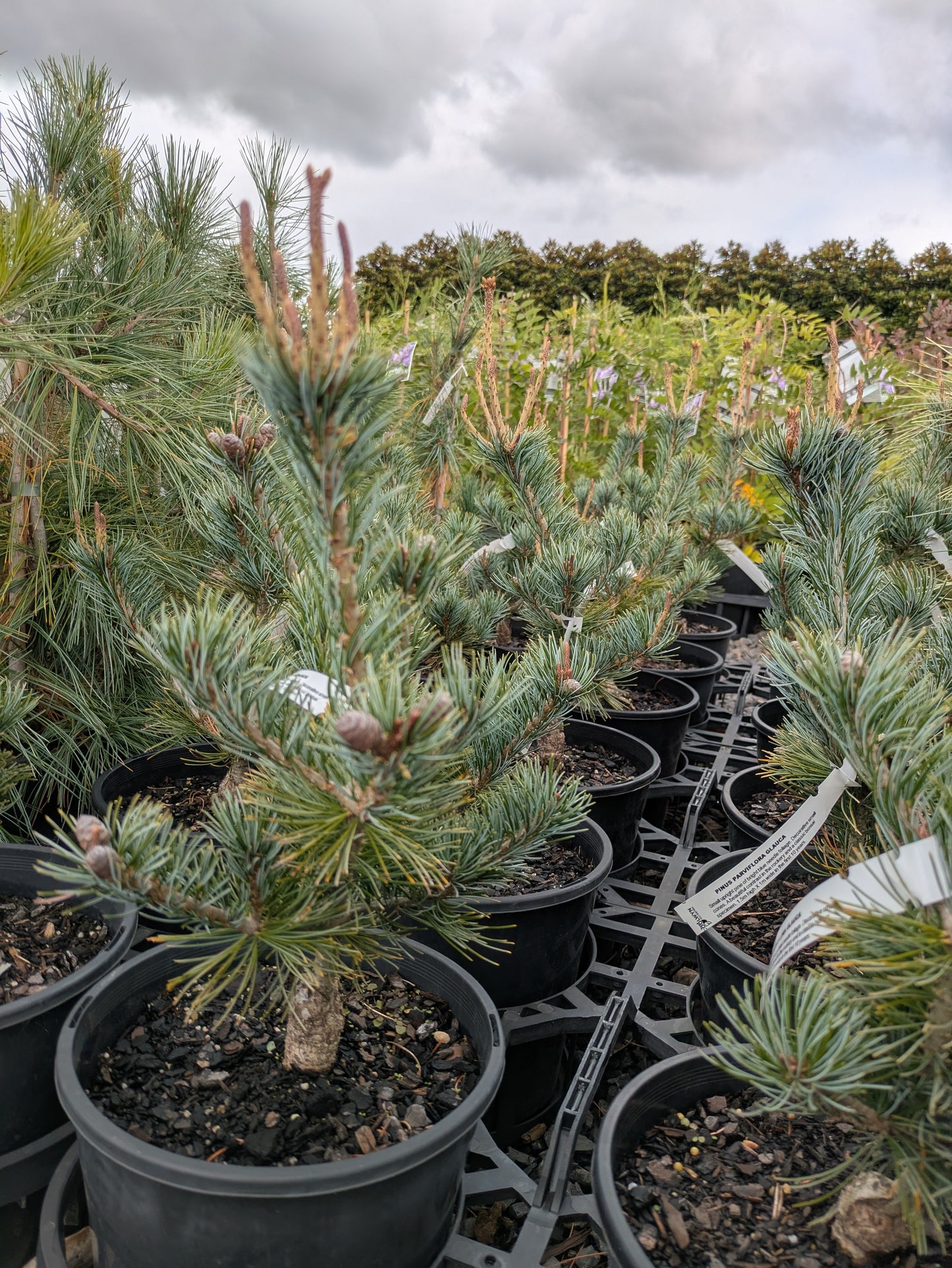 Pinus parviflora Glauca