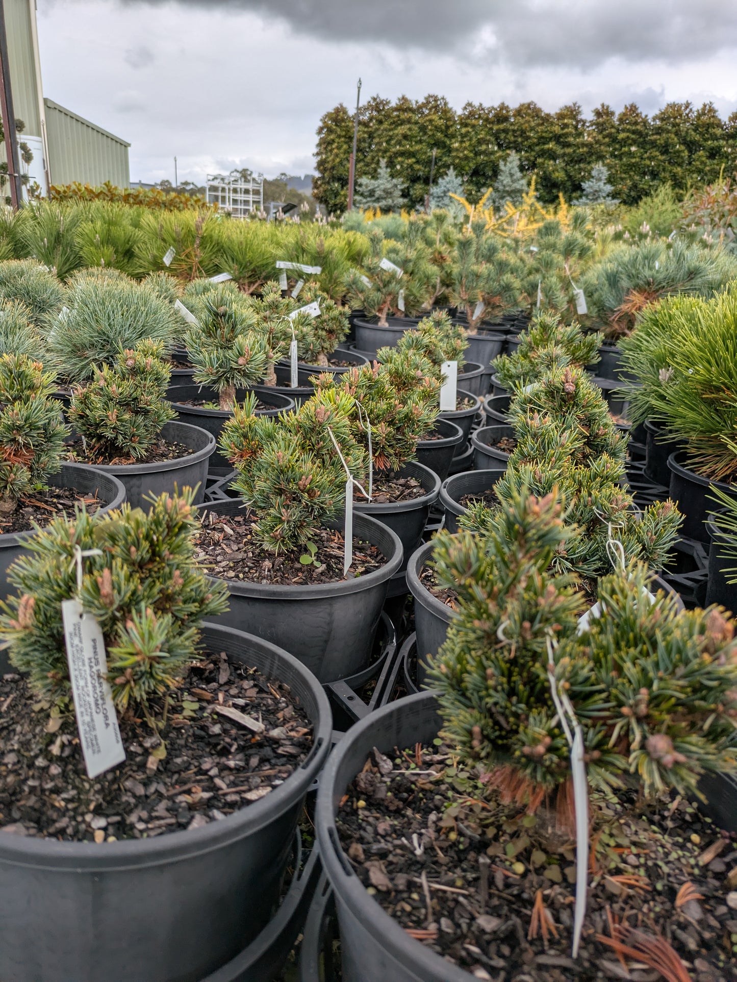 Pinus parviflora Hagoromo