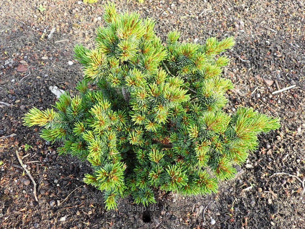 Pinus parviflora Hagoromo