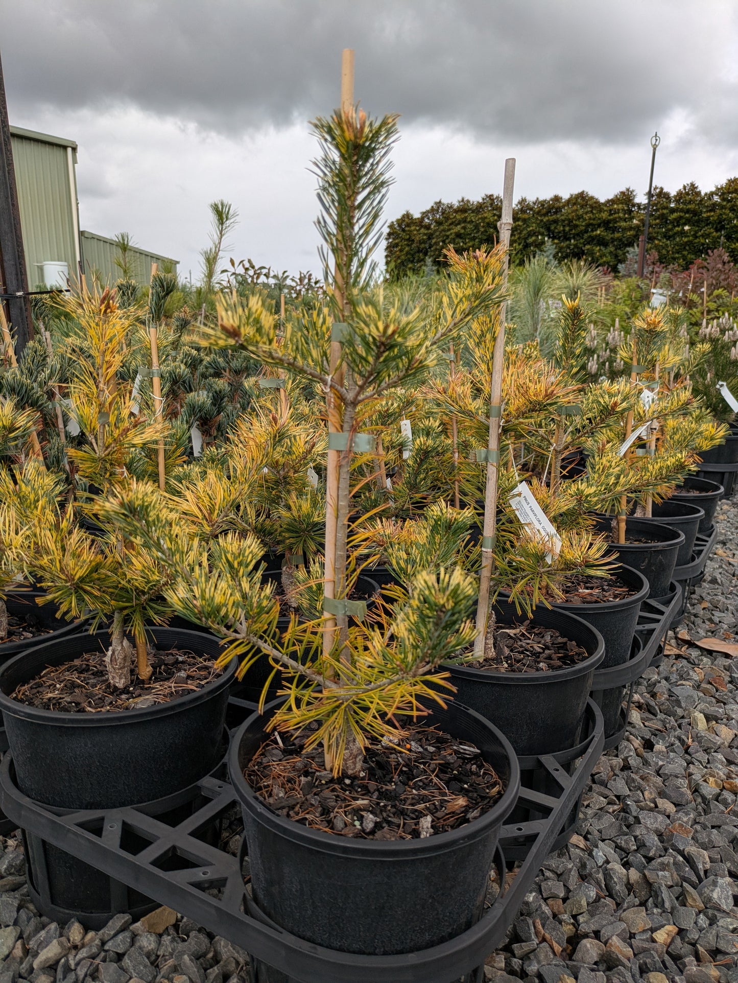 Pinus parviflora Ogon Goyo