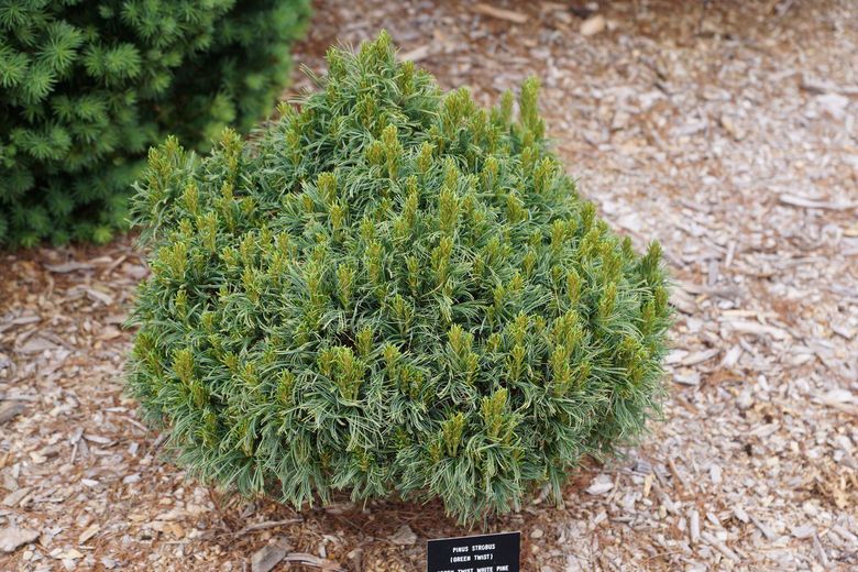 Pinus strobus Green Twist