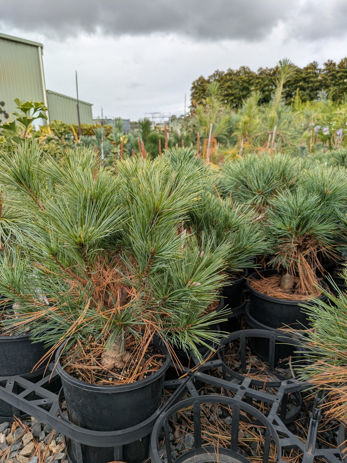 Pinus strobus Merrimack