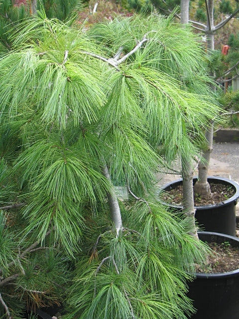 Pinus strobus Pendula