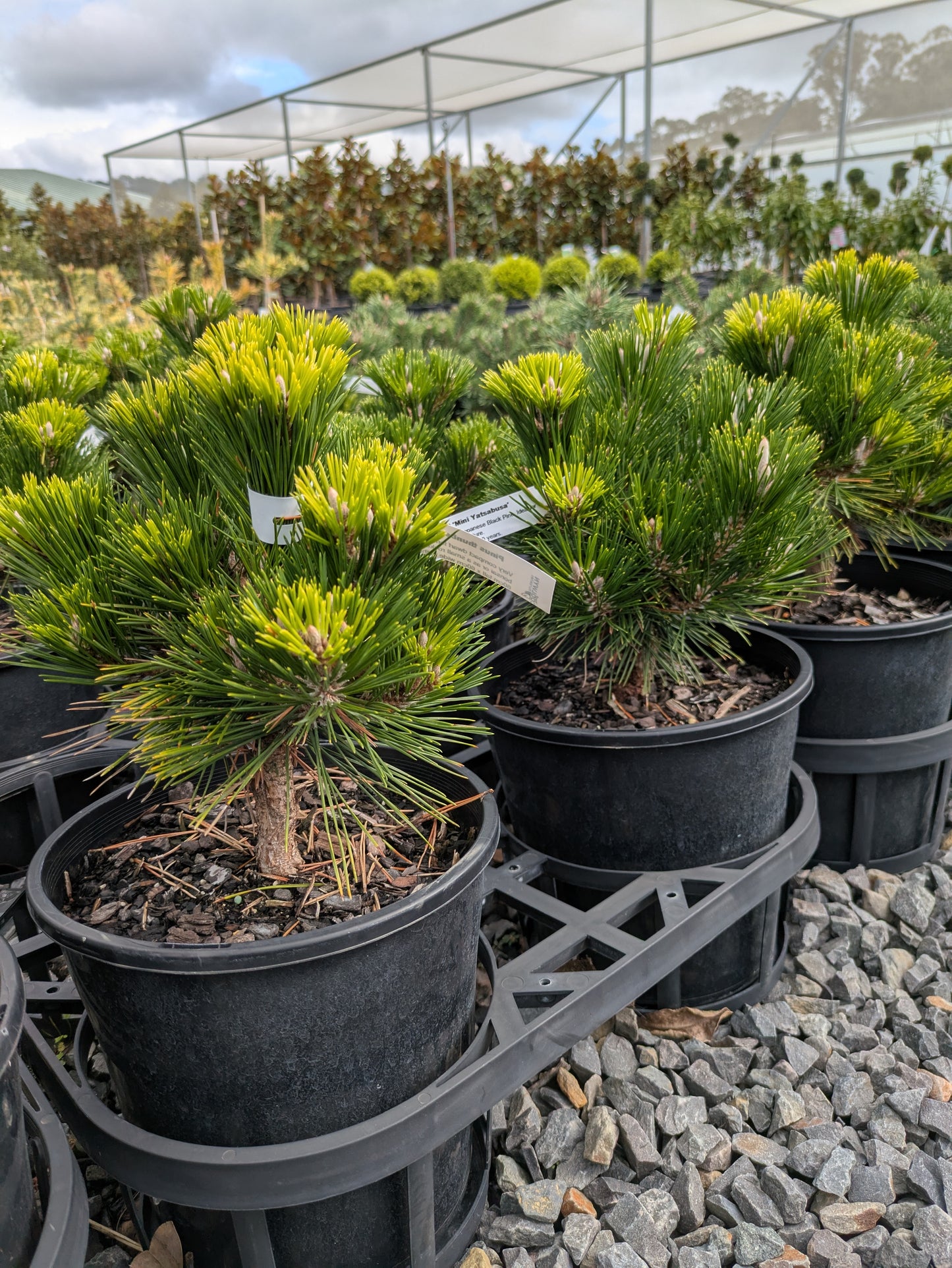 Pinus thunbergii Mini Yatsabusa