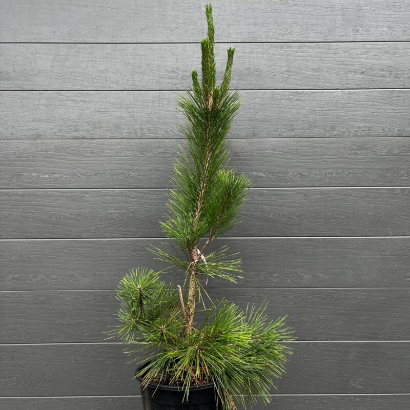 Pinus thunbergii Nishiki