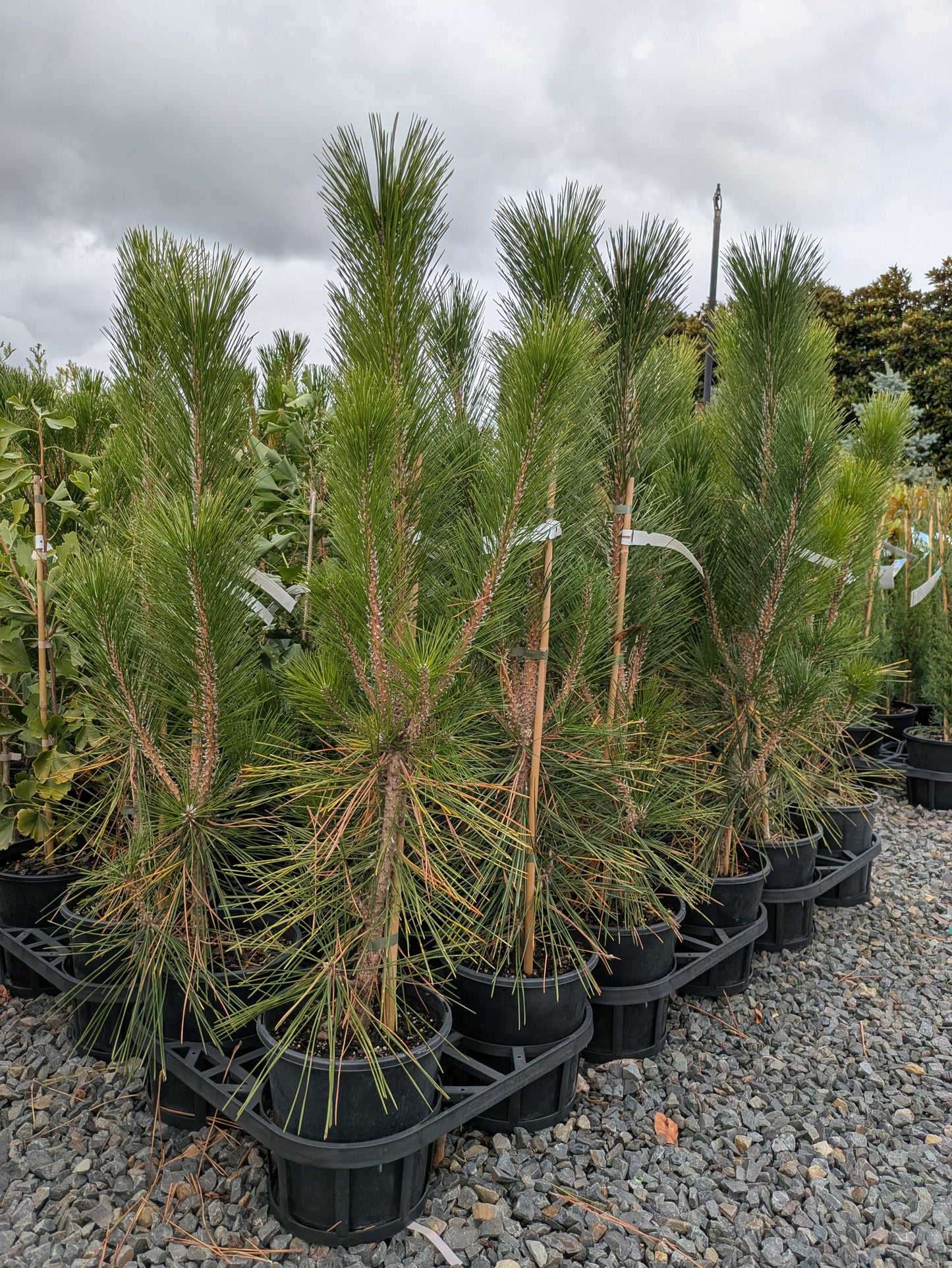 Pinus thunbergii Nishiki