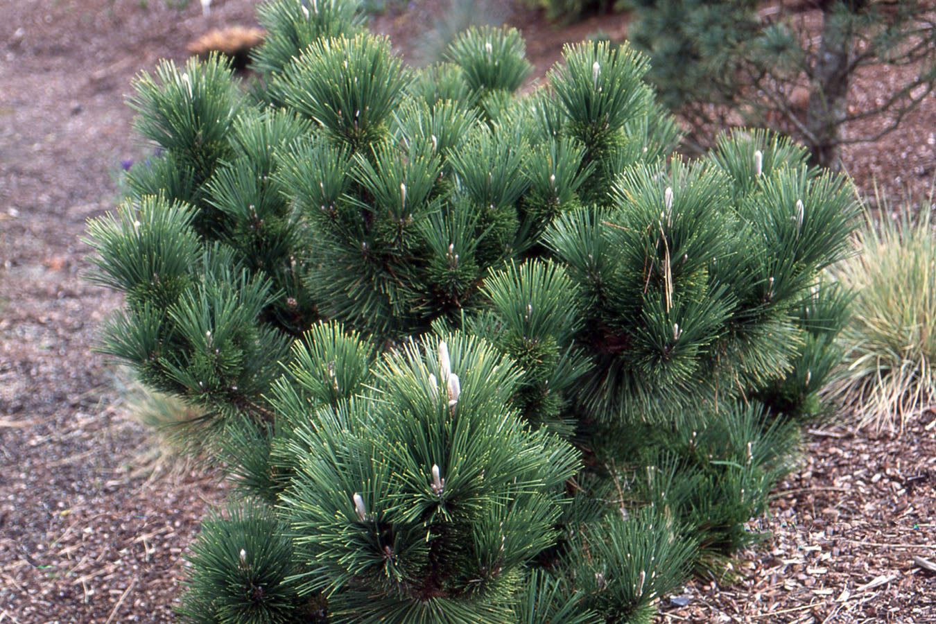 Pinus thunbergii Thunderhead