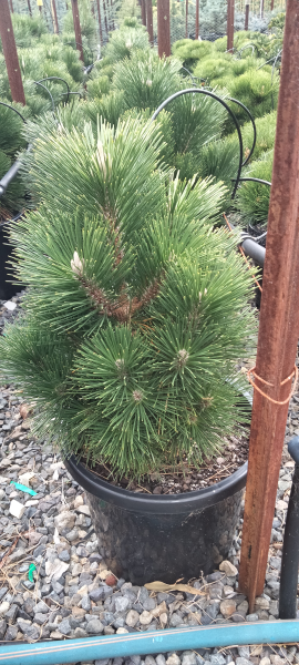 Pinus thunbergii Yatsabusa