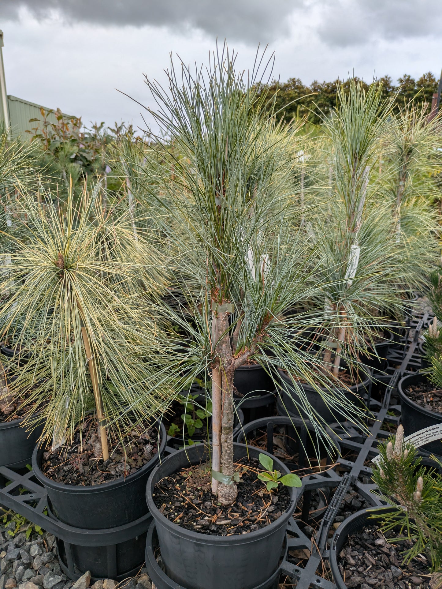 Pinus wallichiana Frosty