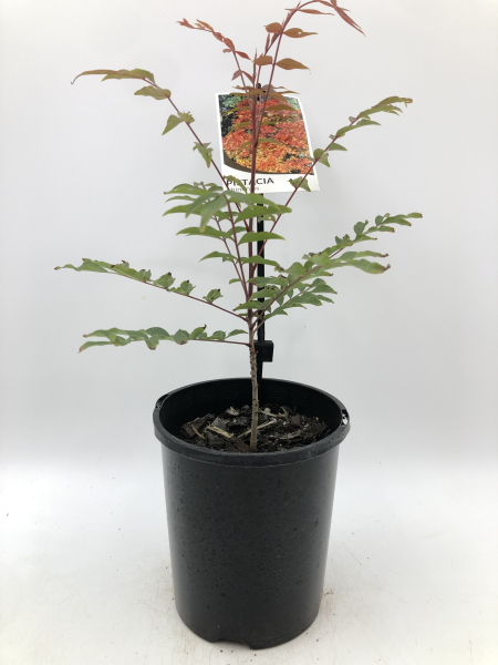 the plant broker
