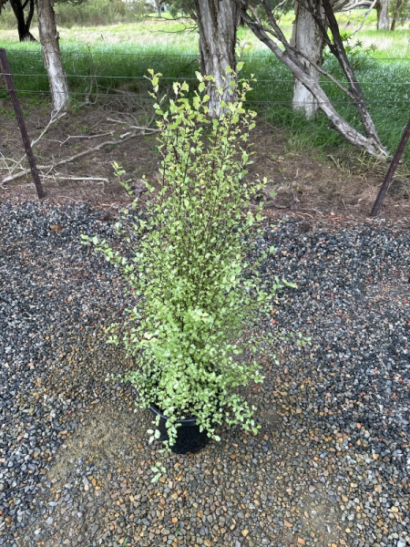 Pittosporum tenuifolium Silver Sheen