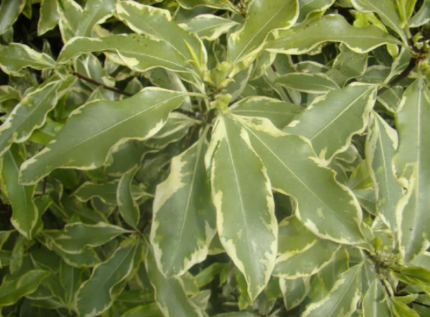 Pittosporum eugenoides Variegatum