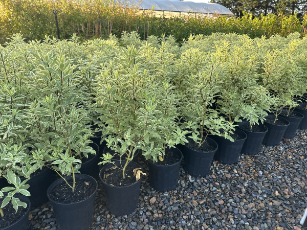 Pittosporum eugenoides Variegatum