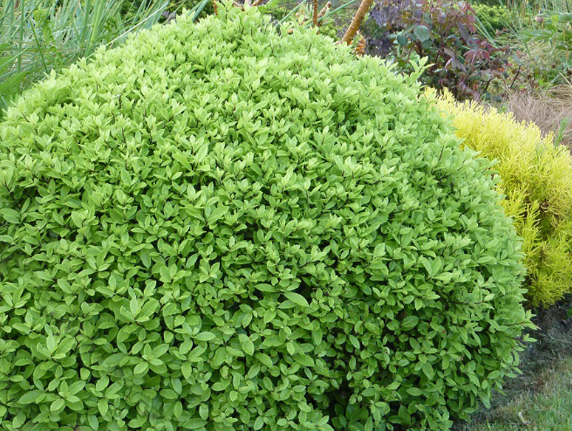 Pittosporum tenuifolium Golf Ball