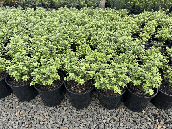 the plant broker