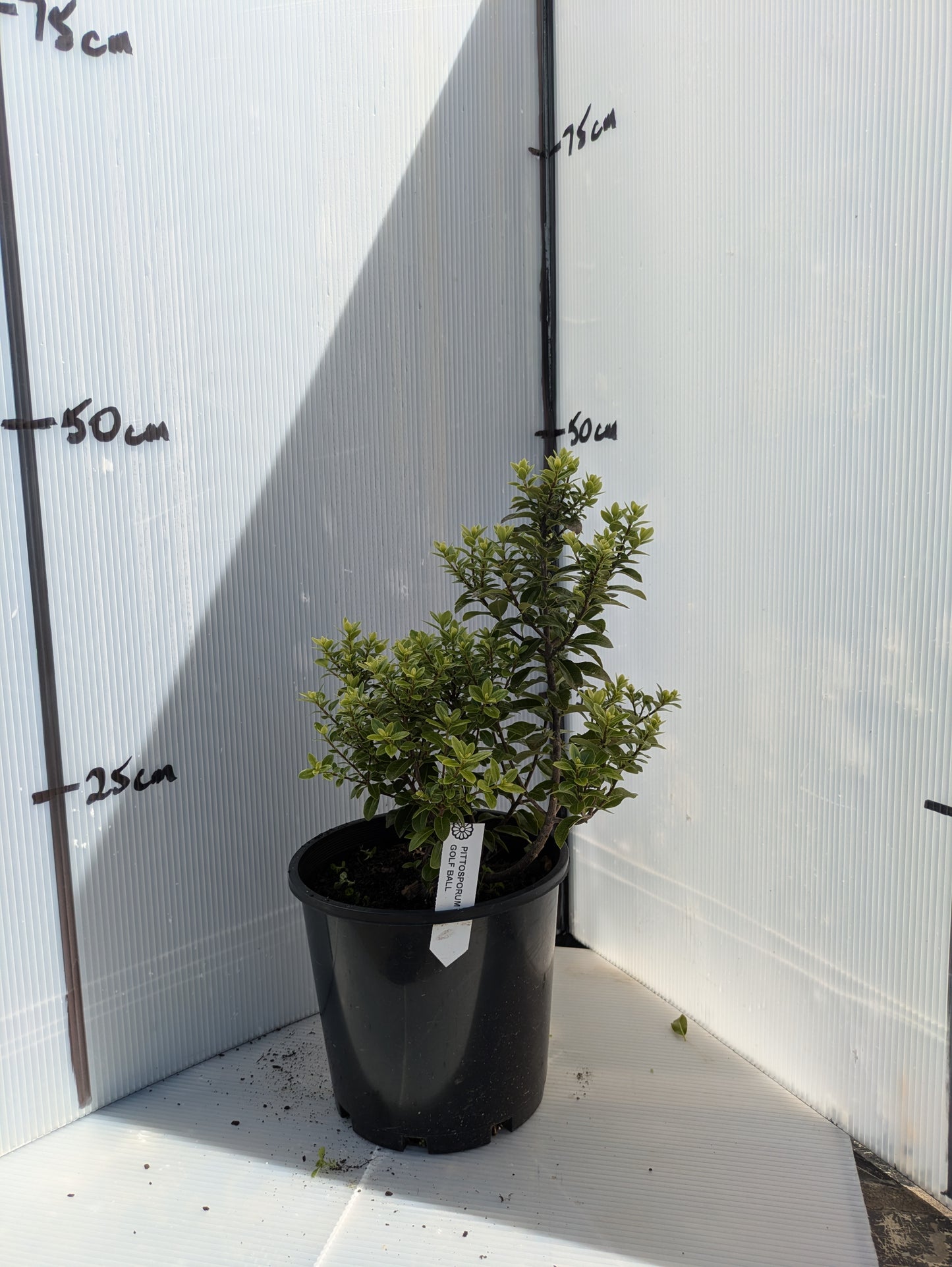 Pittosporum tenuifolium Golf Ball