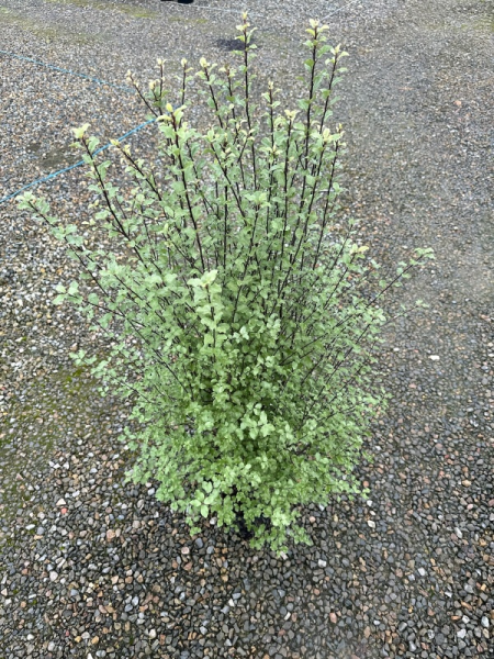 the plant broker