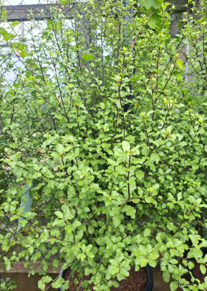 the plant broker