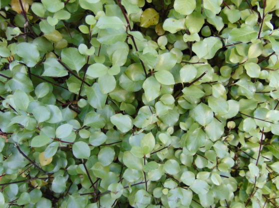 Pittosporum tenuifolium Silver Sheen