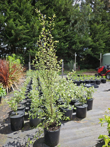 Pittosporum tenuifolium Silver Sheen