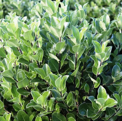 Pittosporum tenuifolium 'Stephens Island'