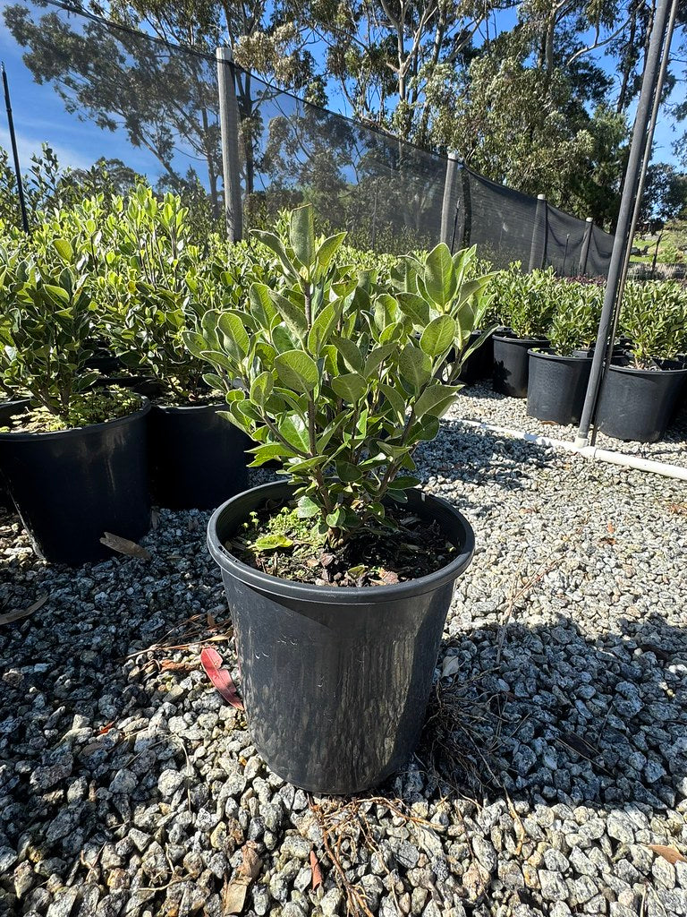 Pittosporum tenuifolium 'Stephens Island'