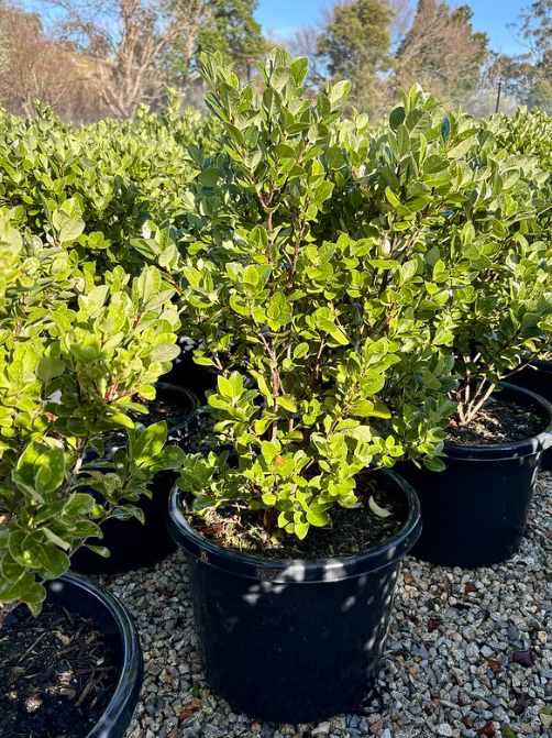 Pittosporum tenuifolium 'Stephens Island'