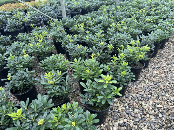 Pittosporum tobira 'Miss Muffet'
