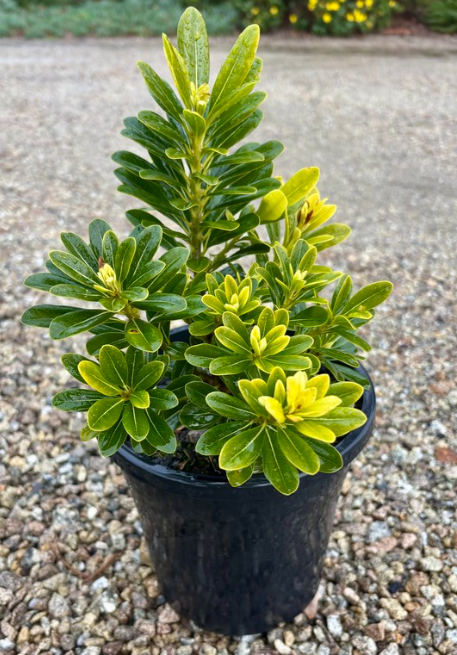 Pittosporum tobira 'Miss Muffet'