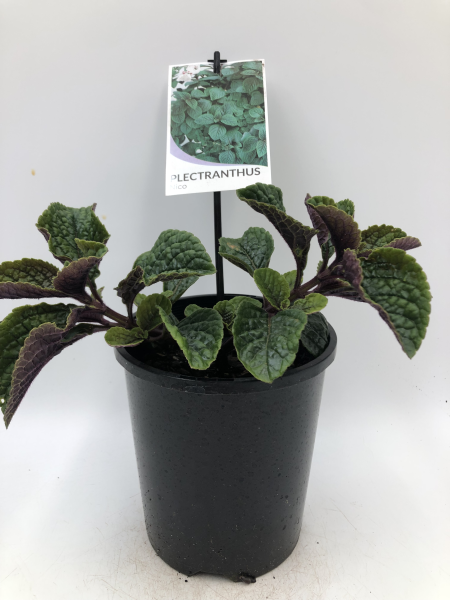 the plant broker