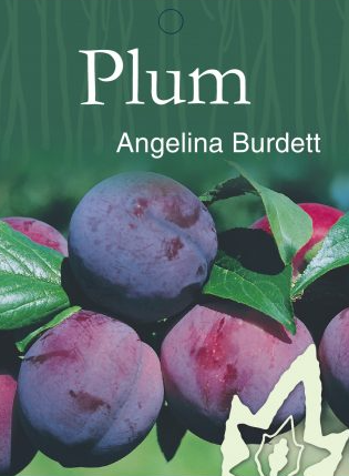Plum - Angelina