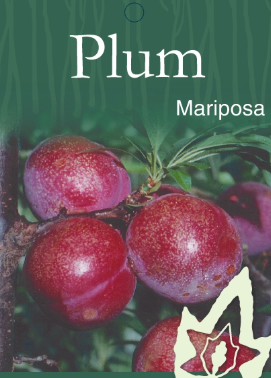 Plum - Mariposa