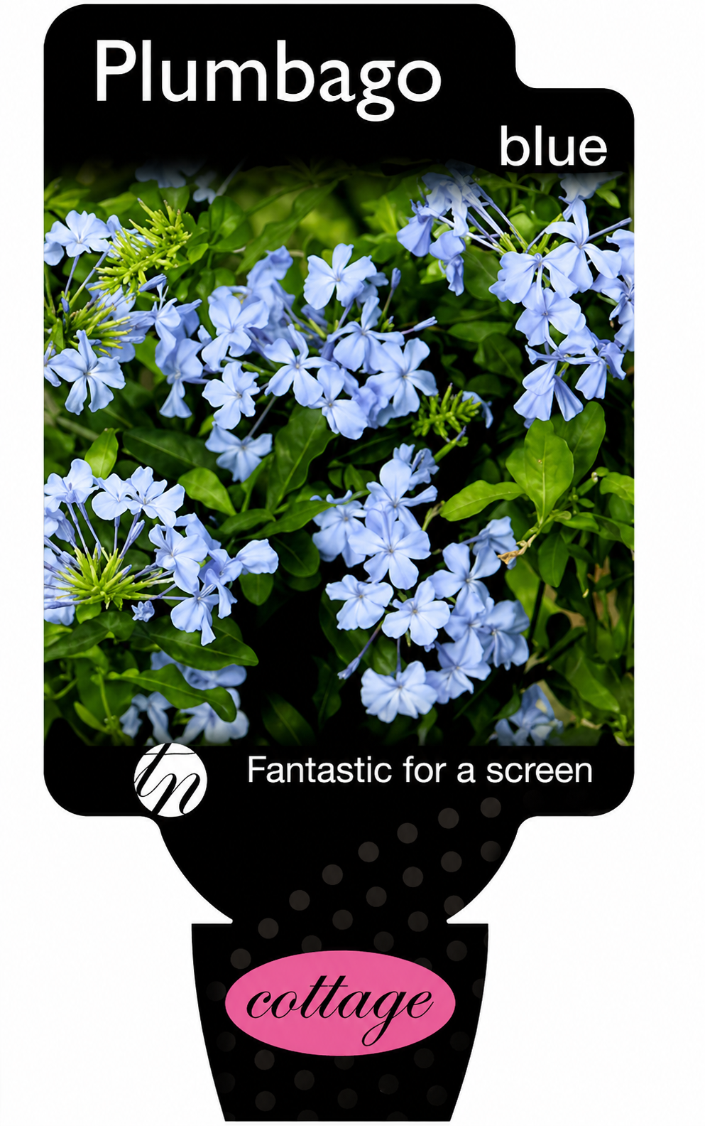 Plumbago auriculata Blue