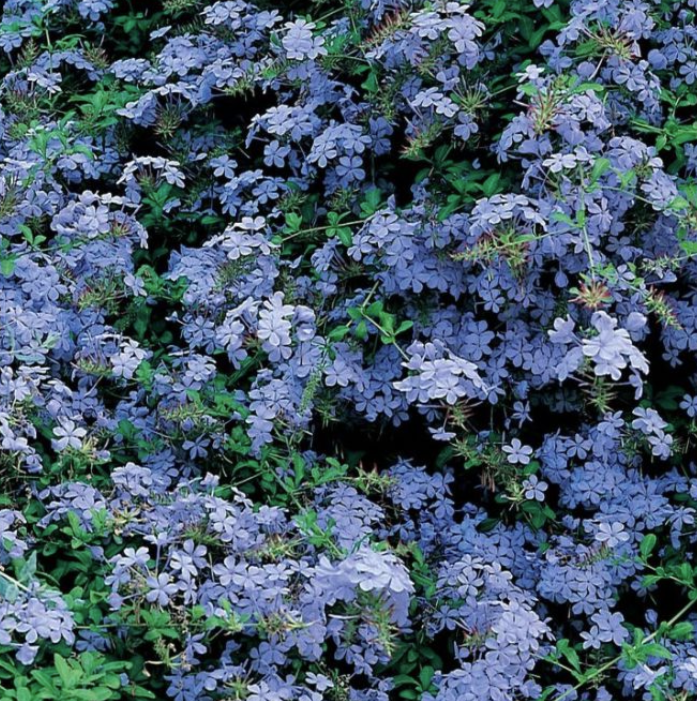 Plumbago auriculata Royal Cape