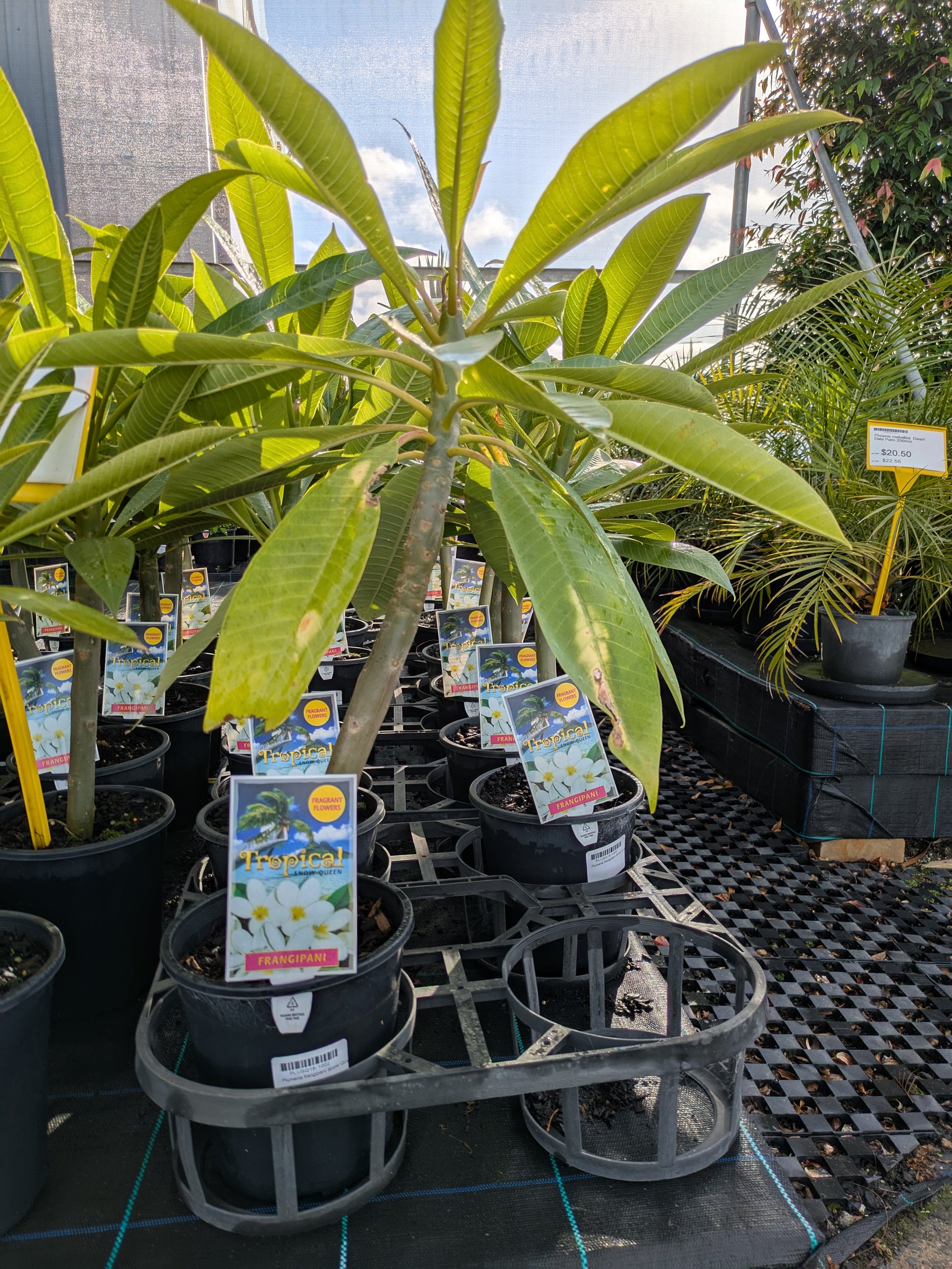 the plant broker