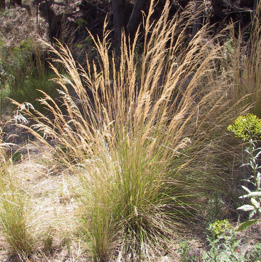 Poa labillardieri