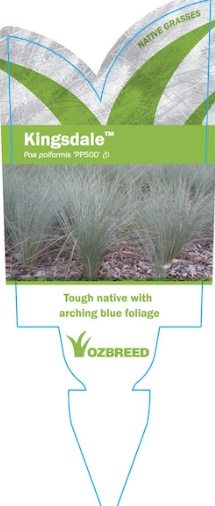 Poa poiformis (PP500) KINGSDALE™