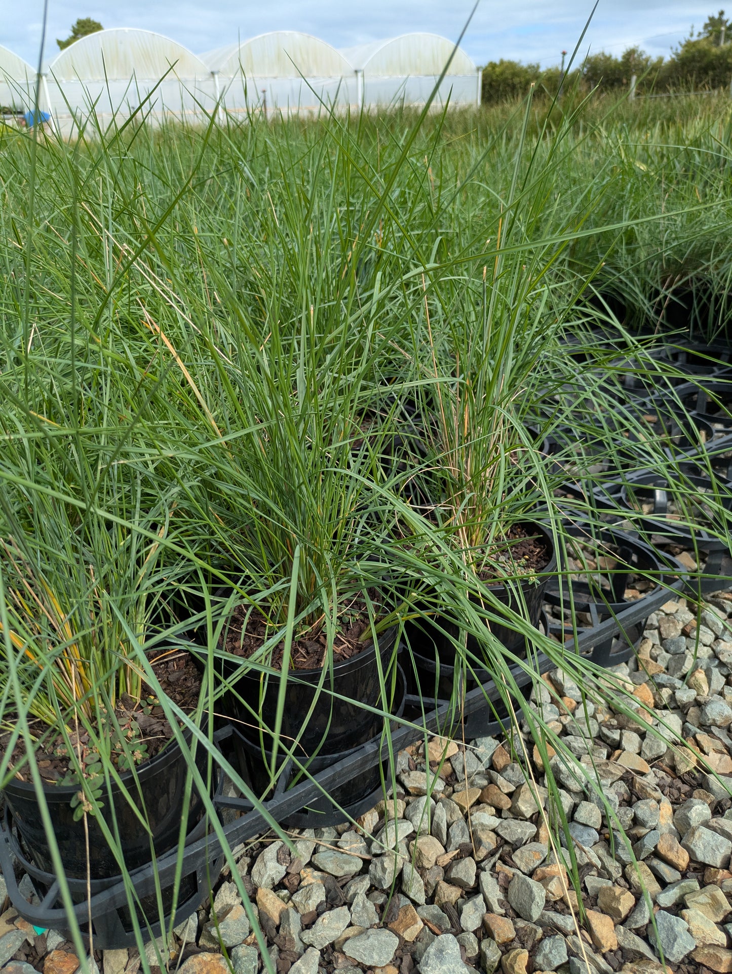Poa poiformis (syn. australis)