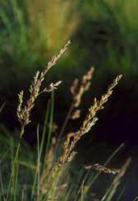 Poa poiformis (syn. australis)