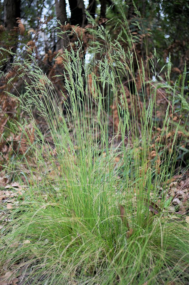 Poa sieberiana