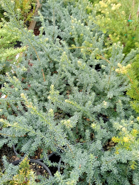 Podocarpus alpinus