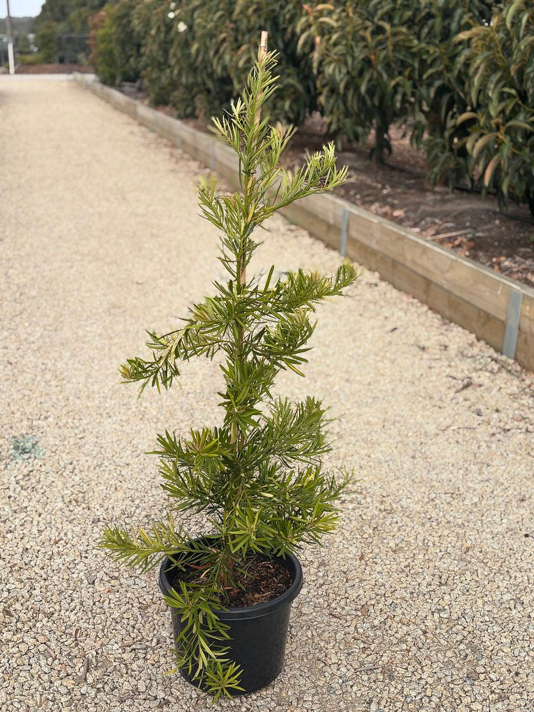 Podocarpus macrophyllus 'Mood Ring' pbr