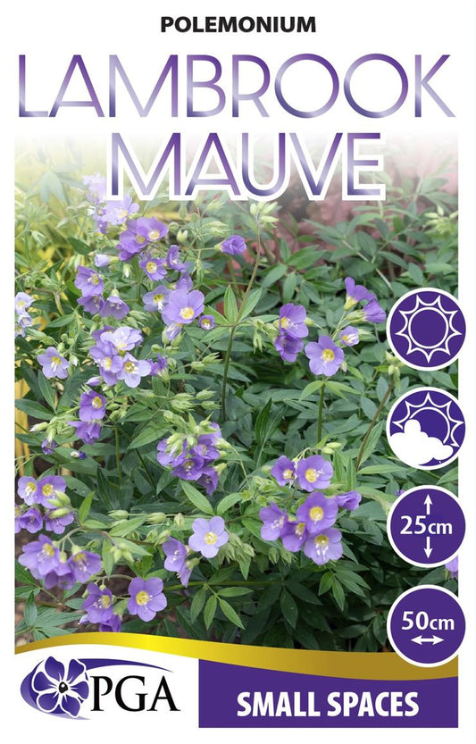 Polemonium ‘Lambrook Mauve’