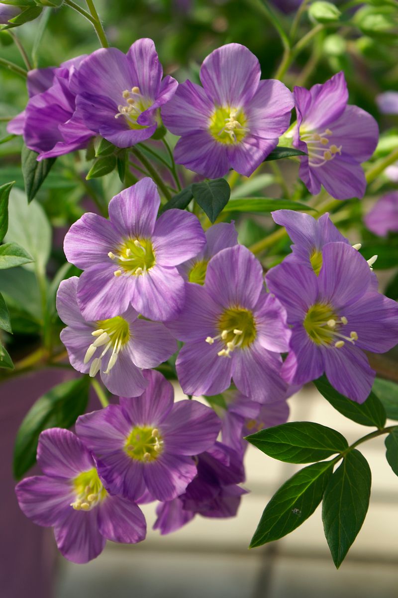 Polemonium ‘Lambrook Mauve’