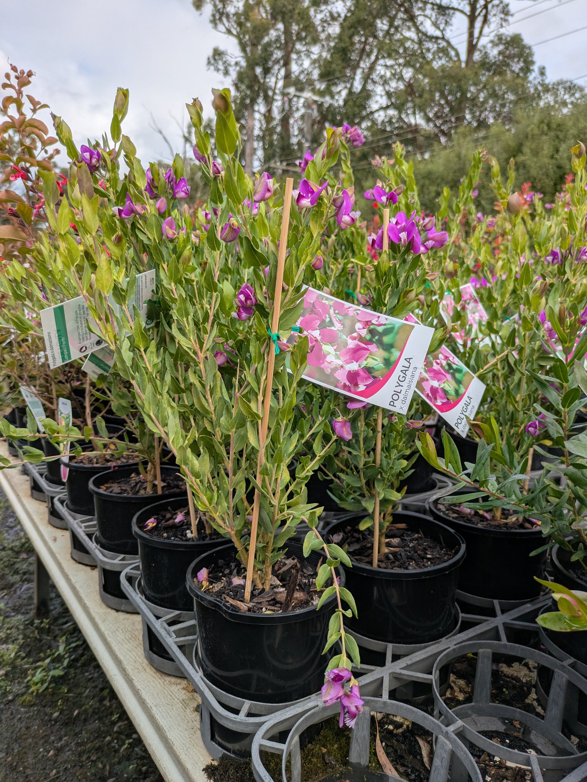 the plant broker